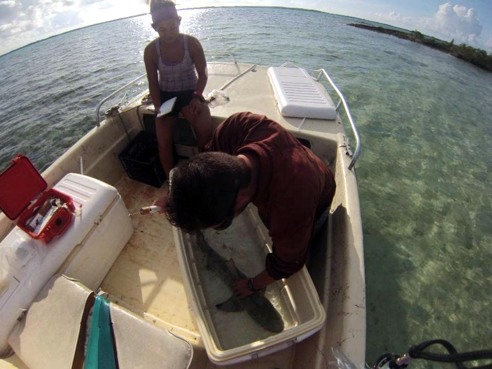 Measuring and tagging a lemon shark.
