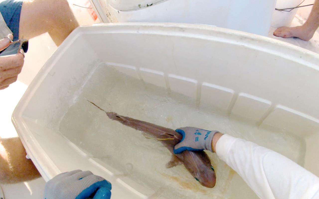 A Cuban dogfish Squalus cubensis  immediately prior to release