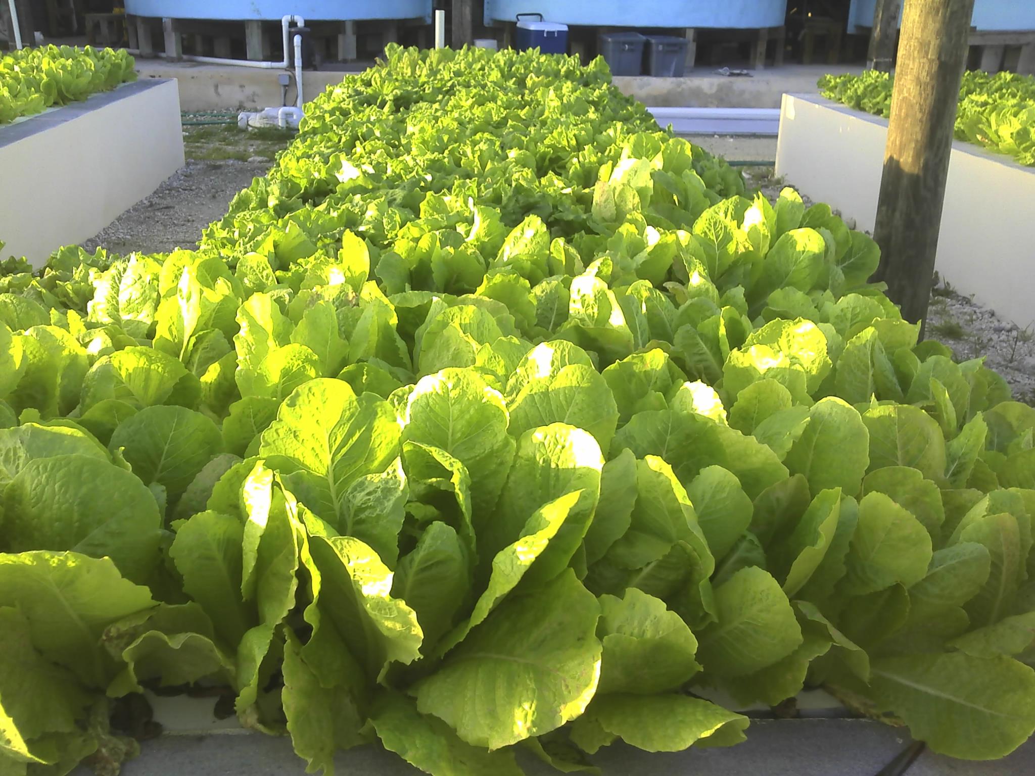 Aquaponics Lettuce Grow Beds, CEI