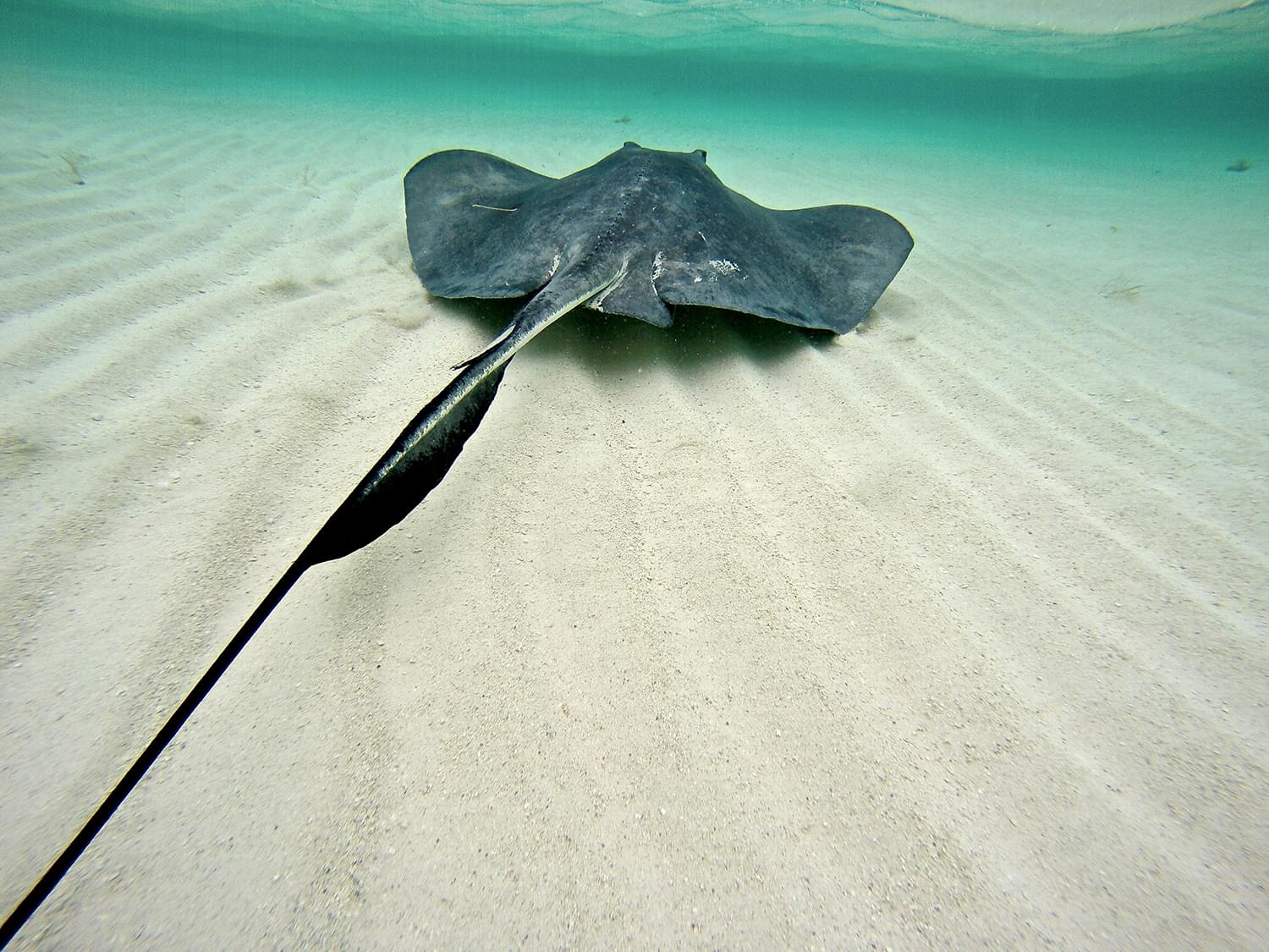 A Southern stingray swims away from the team following capture