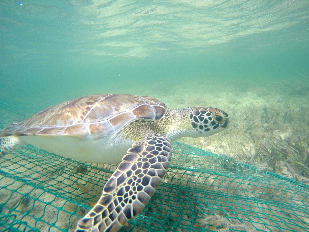 A green turtle caught by the seine net.