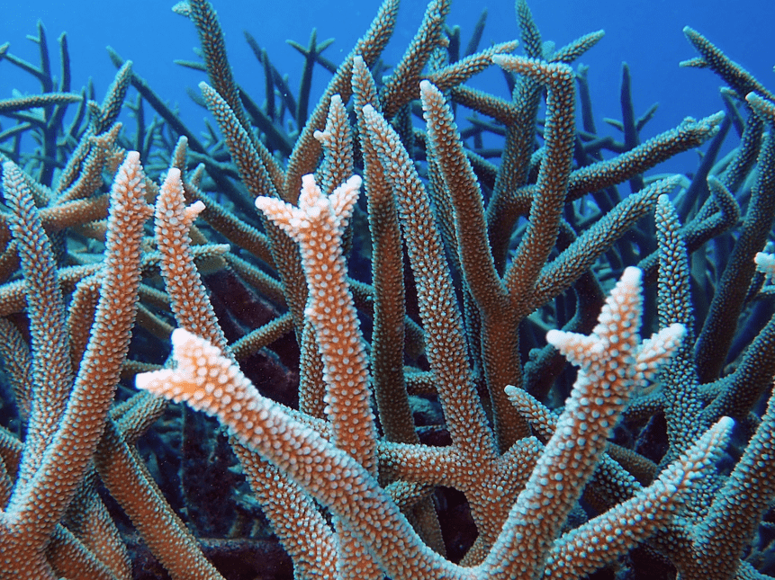 Staghorn Coral, Online Learning Center