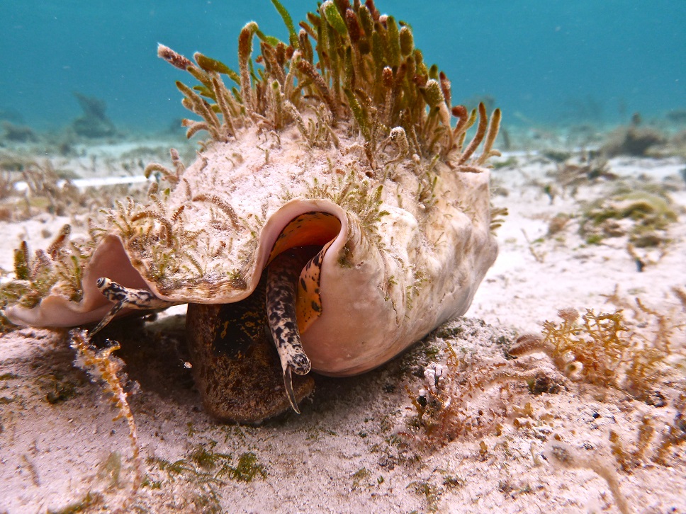 An adult queen conch found grazing during summer surveys.