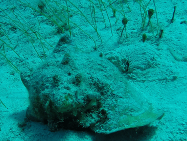 An adult conch, next to an egg mass. Queen conch are the second largest fishery in The Bahamas.