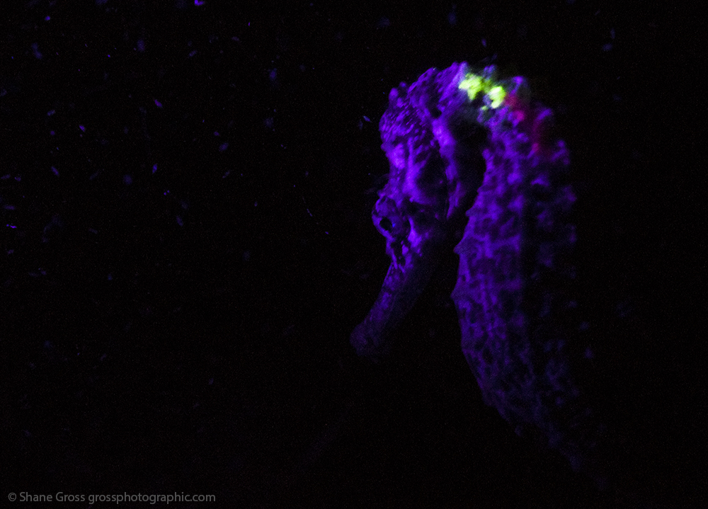 At night a black light shows the tagged fish (photo credit Shane Gross)