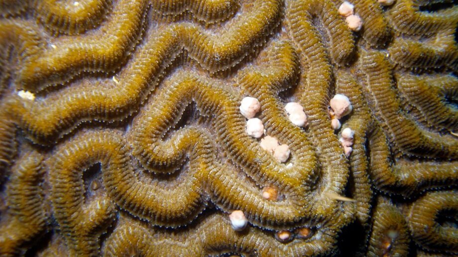 Brain coral colony (Colpophyllia natans) releasing gamete bundles from their polyps. These bundles contain the vital sperm and eggs that our scientists need to raise baby corals in the lab.