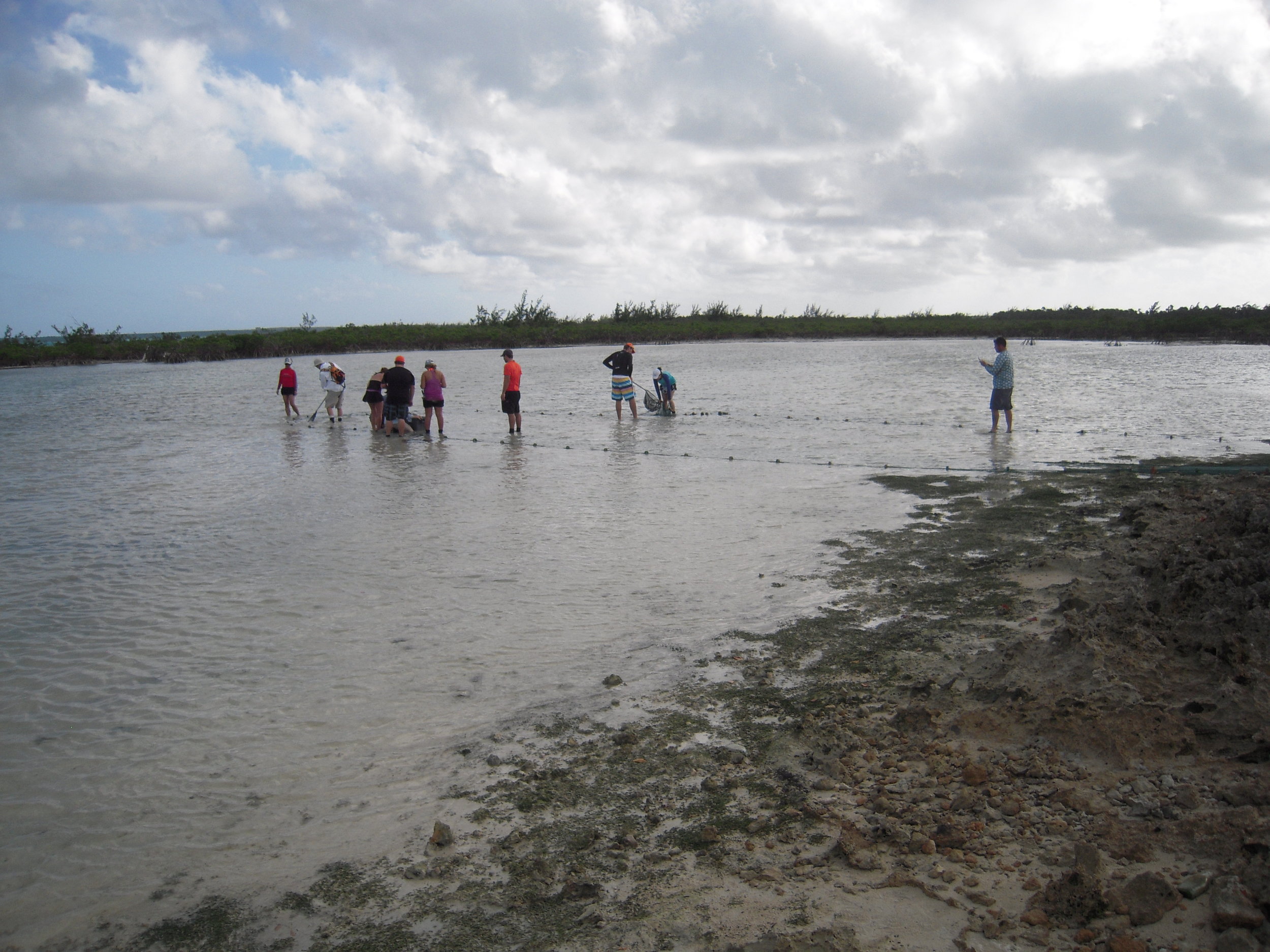 Students seining Rock Sound for bonefish and other flats fish with Zach