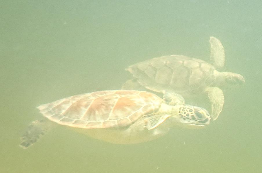 Two green turtles scoot by a snorkeler. Hawksbill and loggerhead turtles were also observed in the creek.