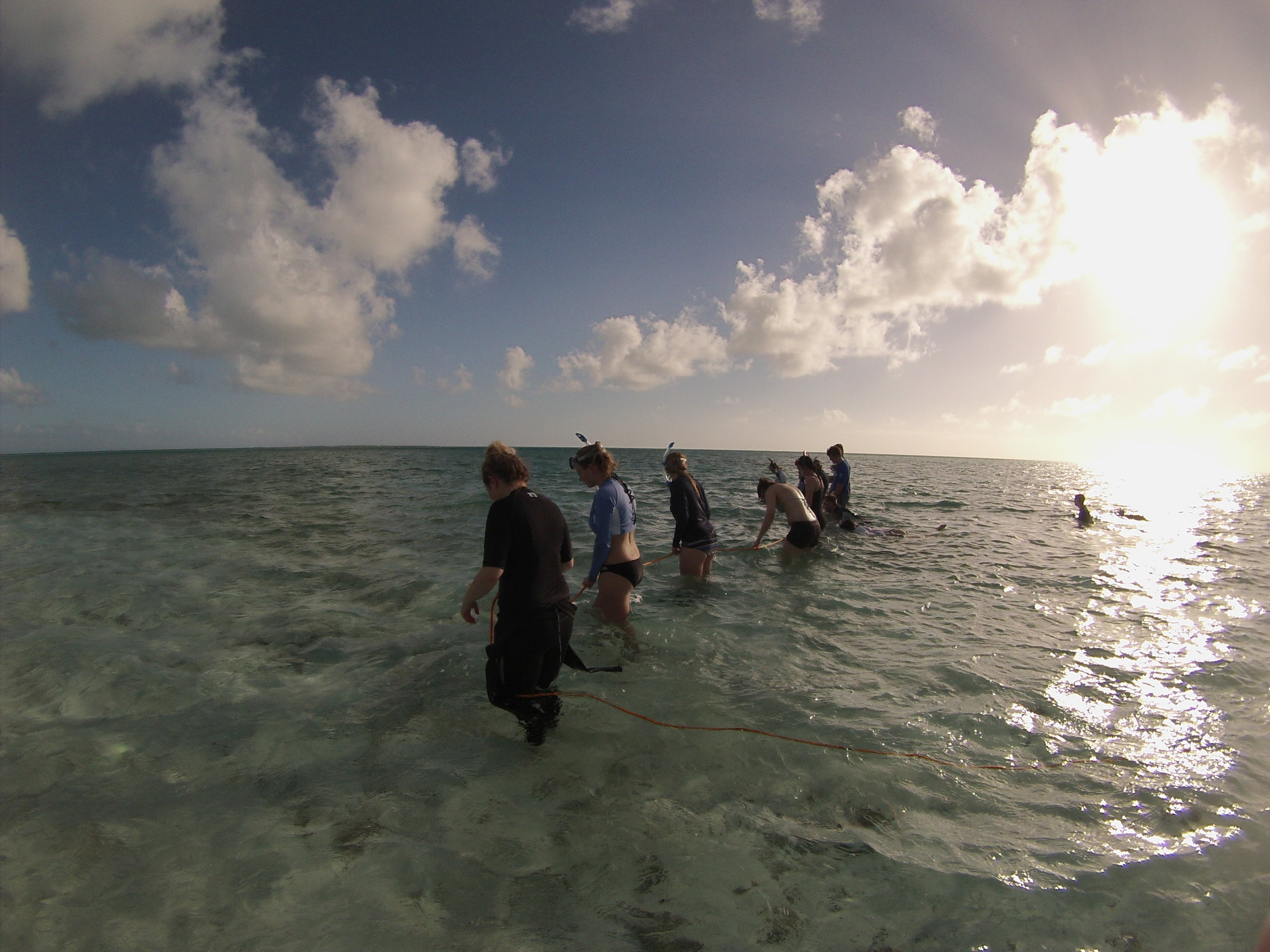 Students looking for juvenile conch