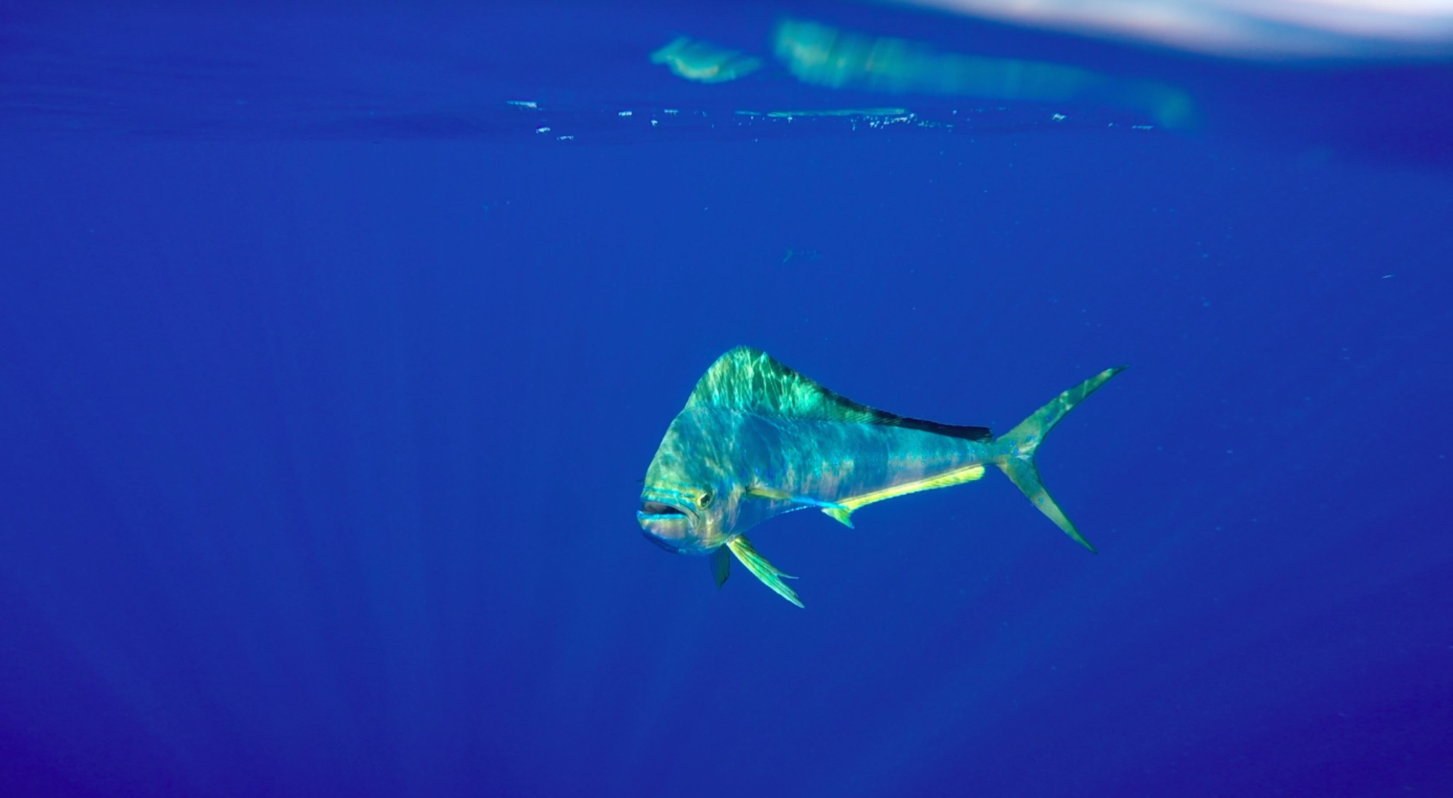 Mahi Mahi (dolphinfish) as captured by Hannah Van Alstine during Plastics Research