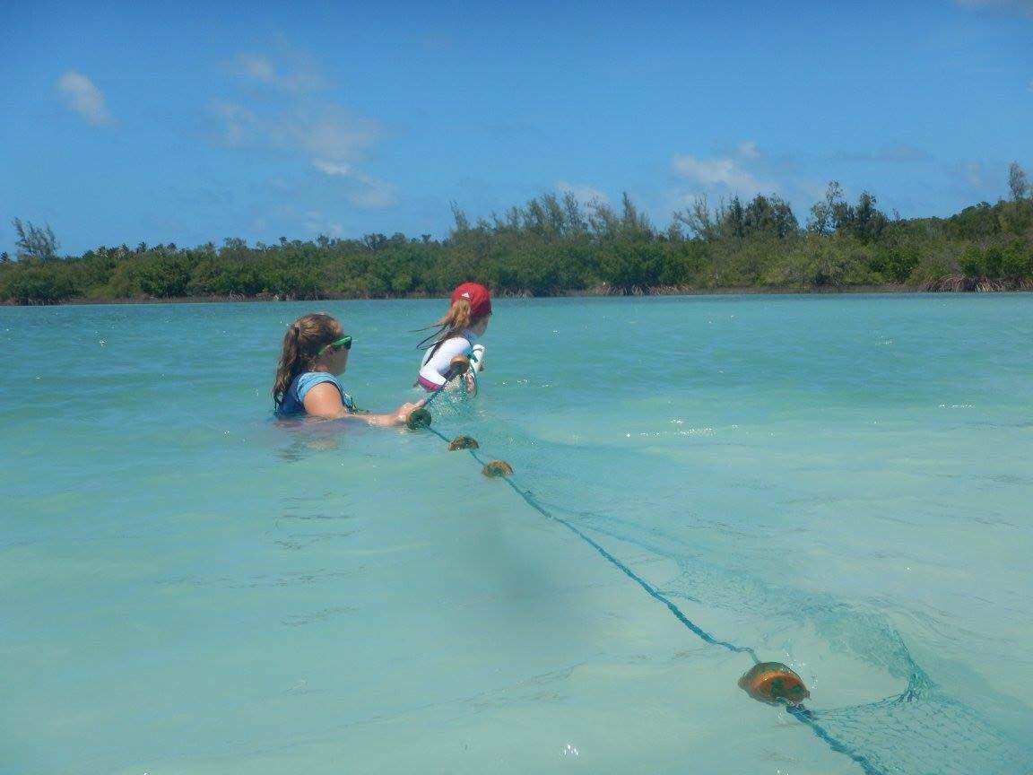 Two CEI interns catching turtles with a seine net (turtle seining)