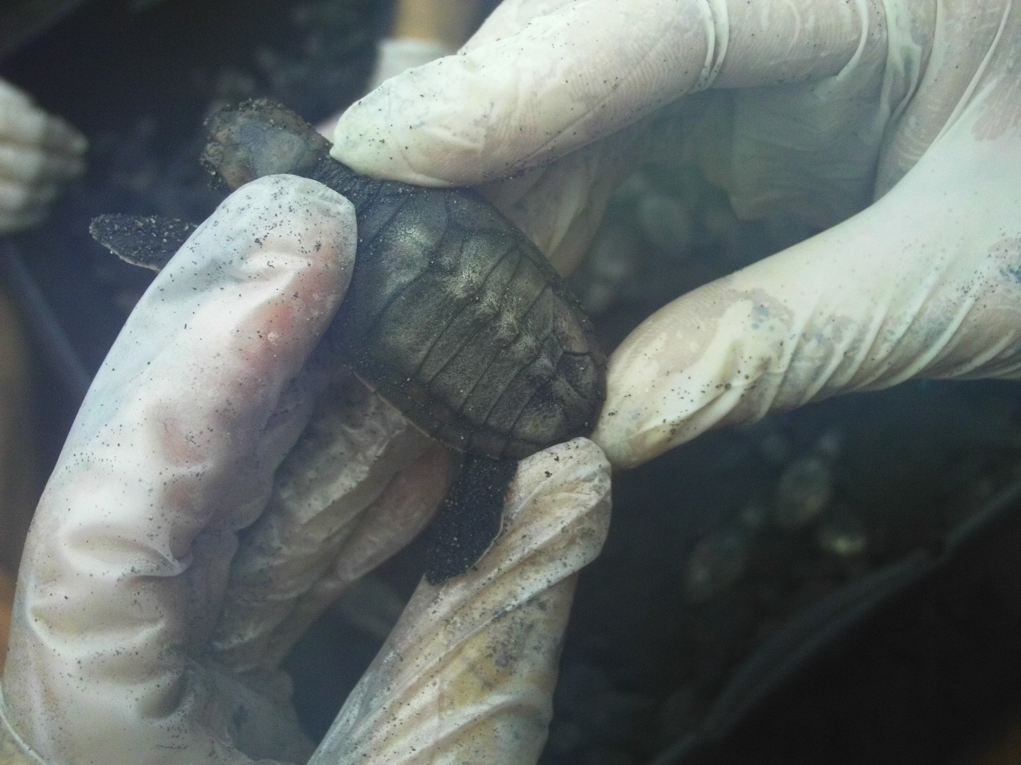 One of nine hybrid hatchlings, the result of a successful mating between a hawksbill and a Kemp's Ridley