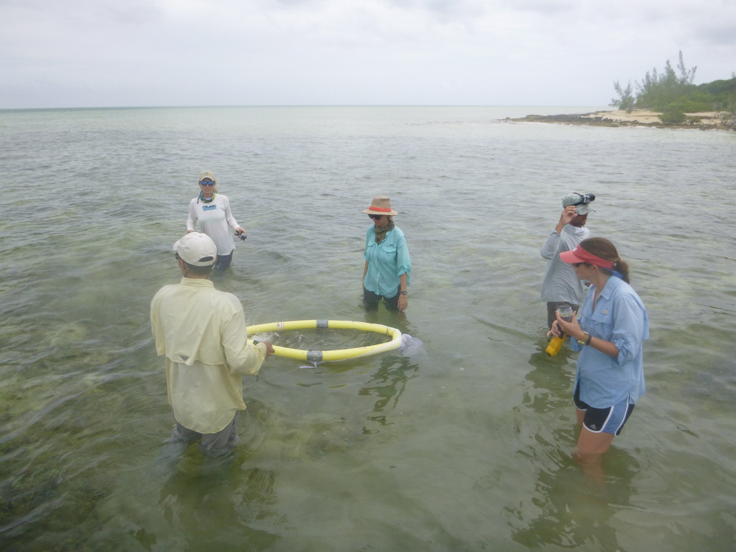 Catching bonefish with nets to tag and measure.