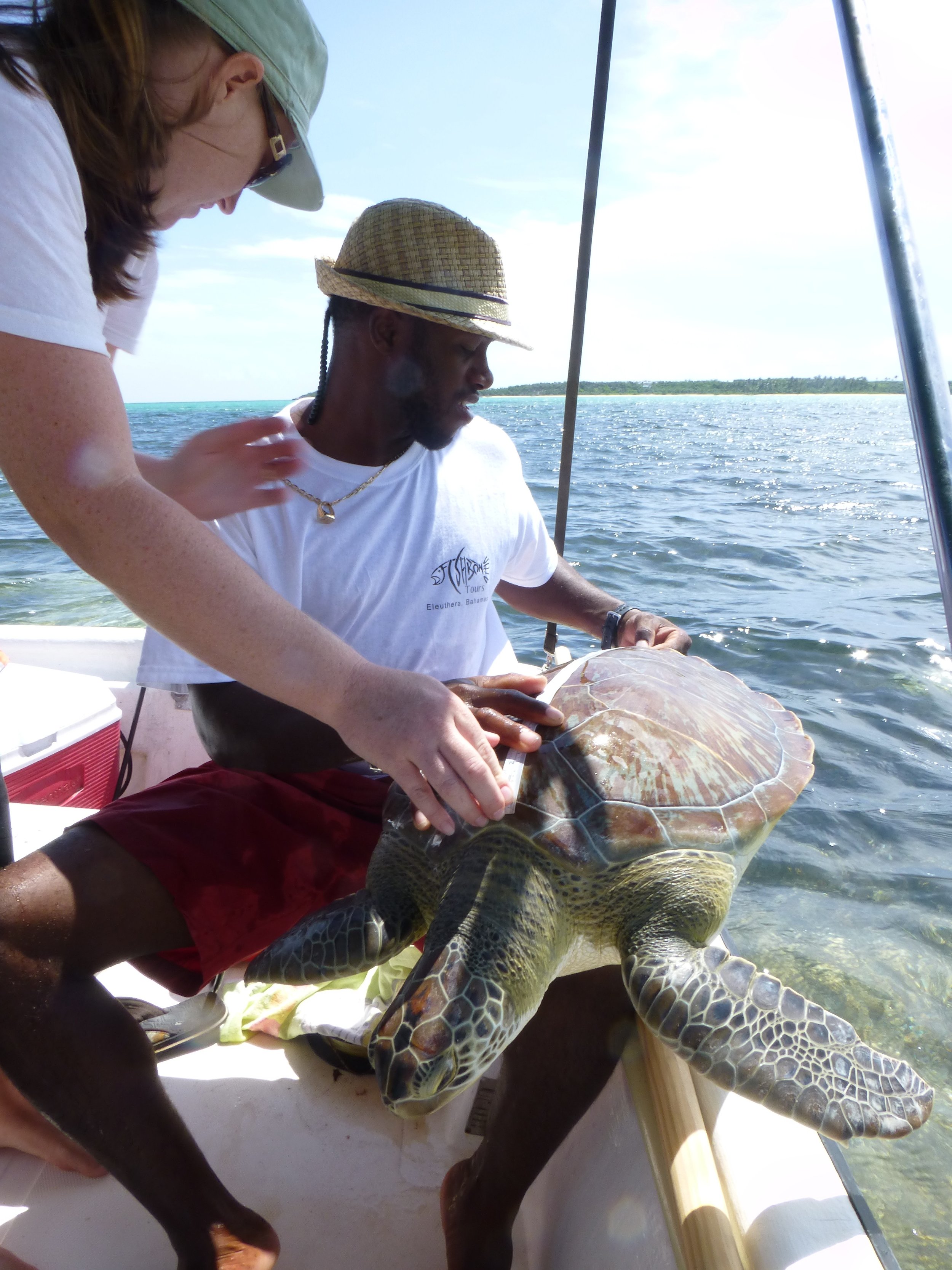 Julius Rankin from Fishbone Tours measuring the carapace length of a green sea turtle.
