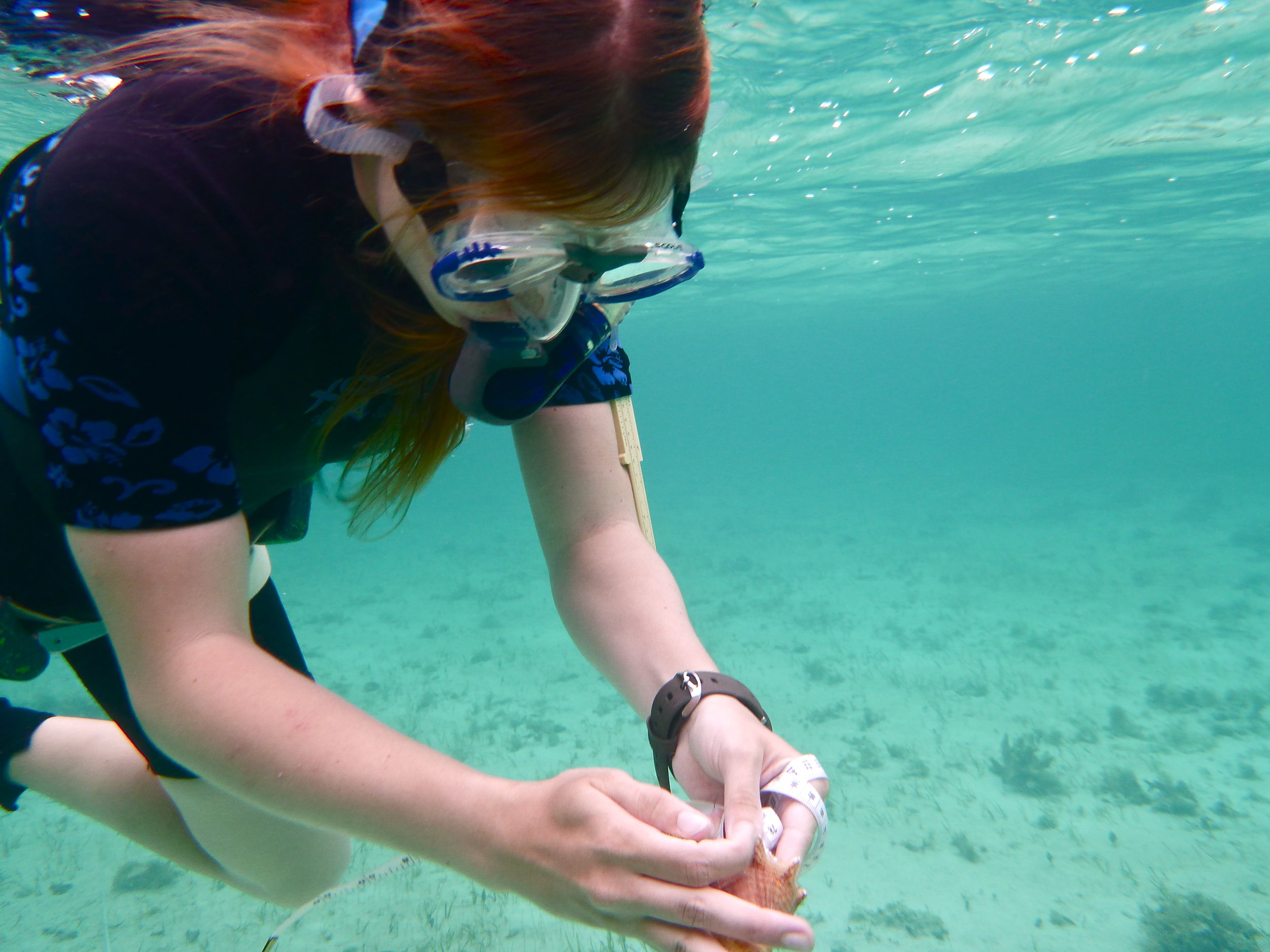 Team member Rey measure conch siphonal length.