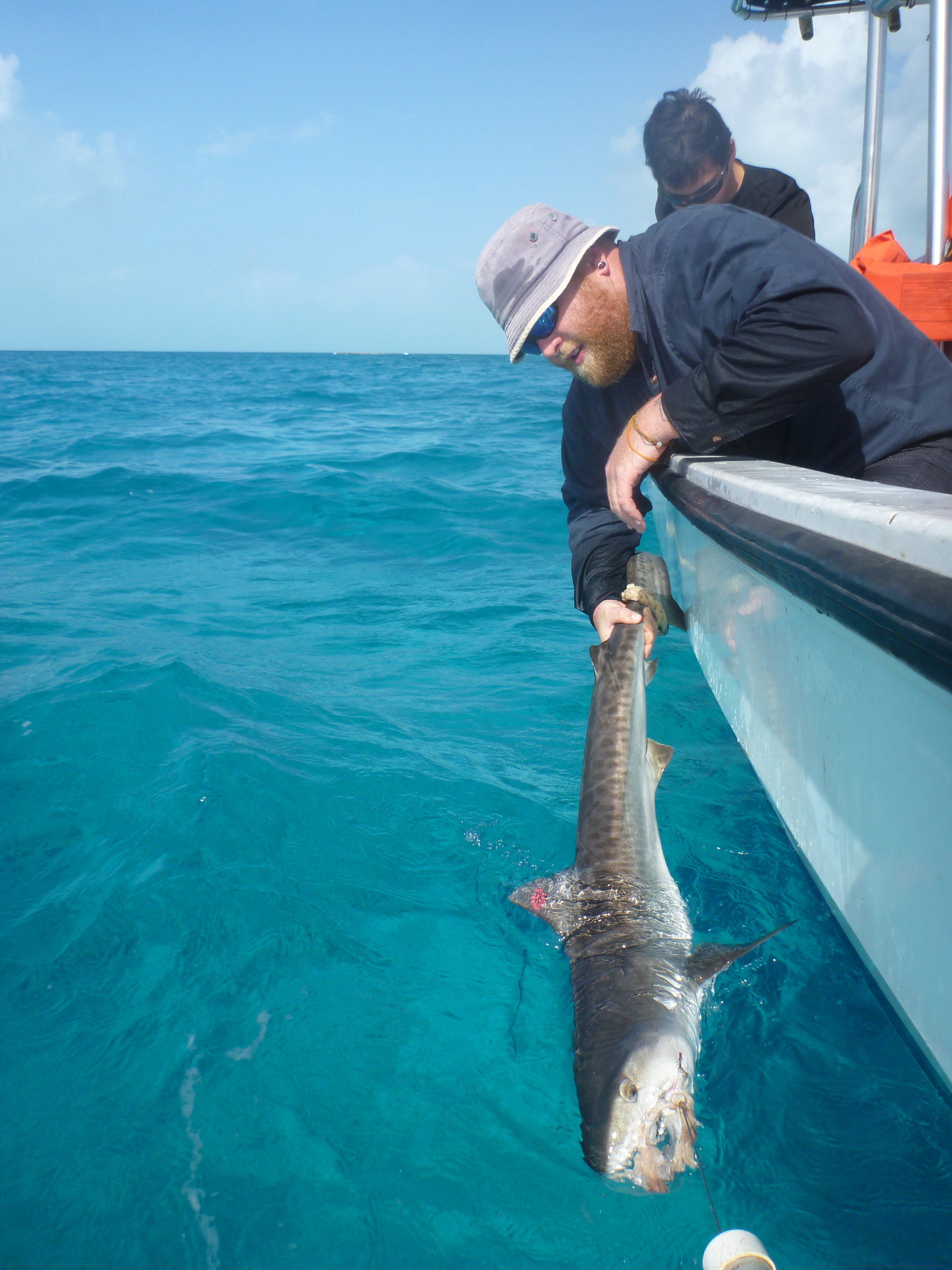 Shark research associate, Owen O'shea, with juvenile tiger shark caught on longline.