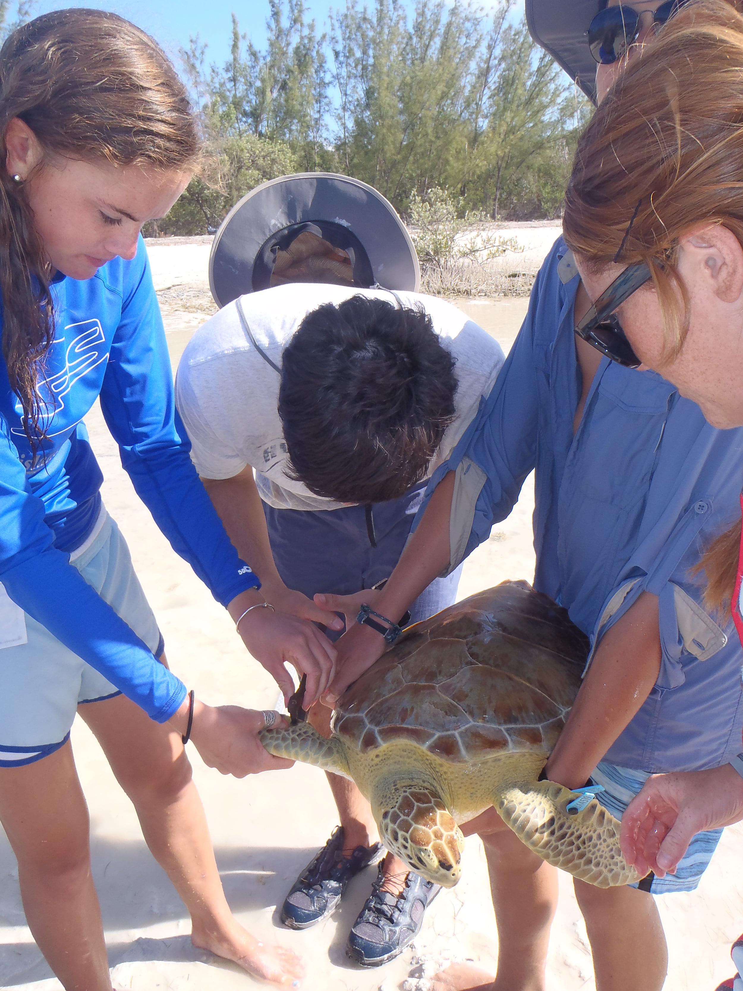 Students measuring turtle