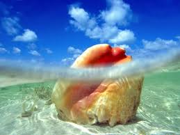 An adult conch in the shallow water