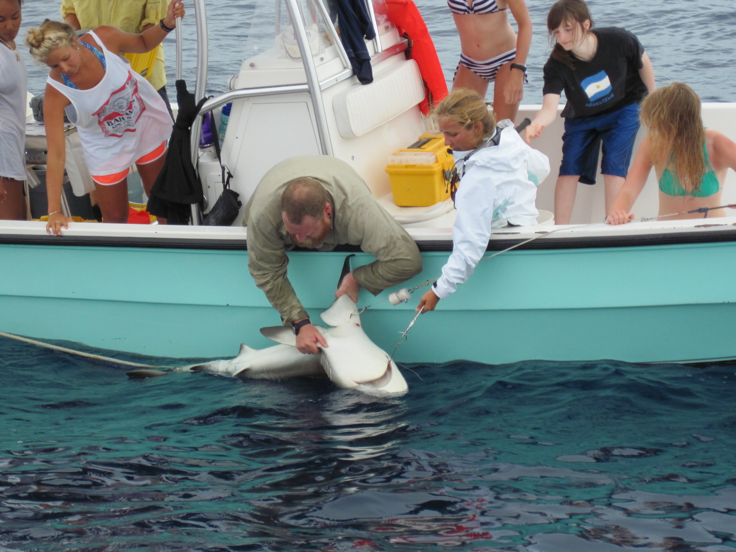 Shark team and Fathoms students helping work the Reef Shark on the line
