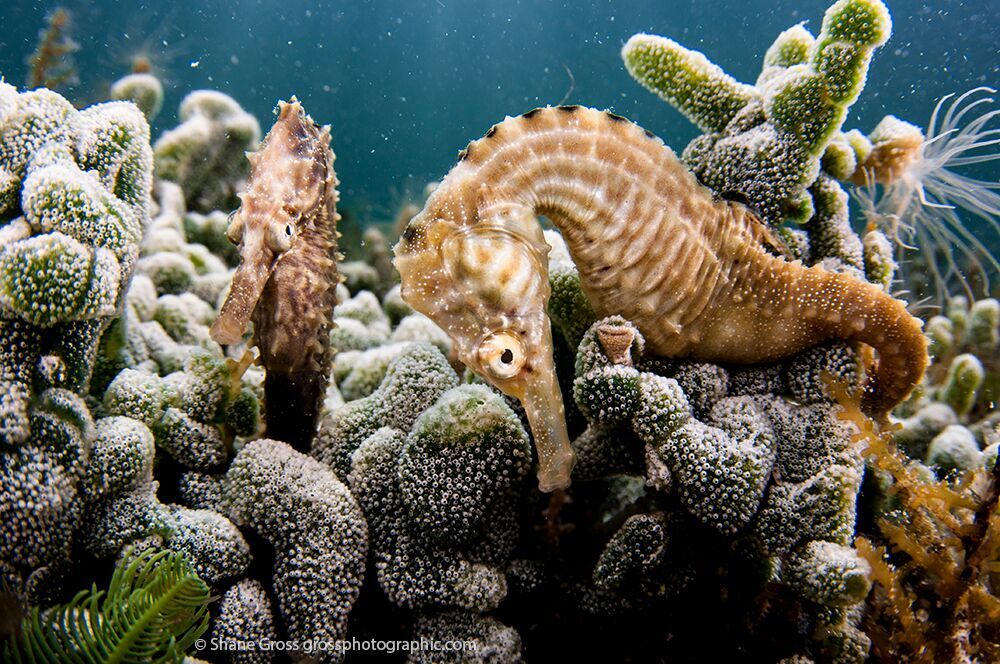 The amazing seahorses of the pond (photo credit Shane Gross)