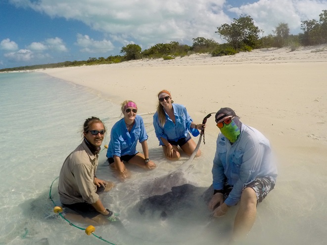 The stingray team with a large male whiptail ray at Hummingbird Cay