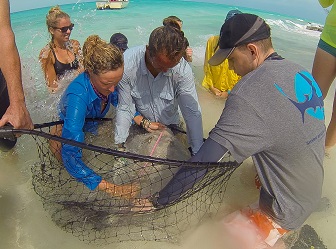 The team take measurements of a stingray prior to fitting an iButton
