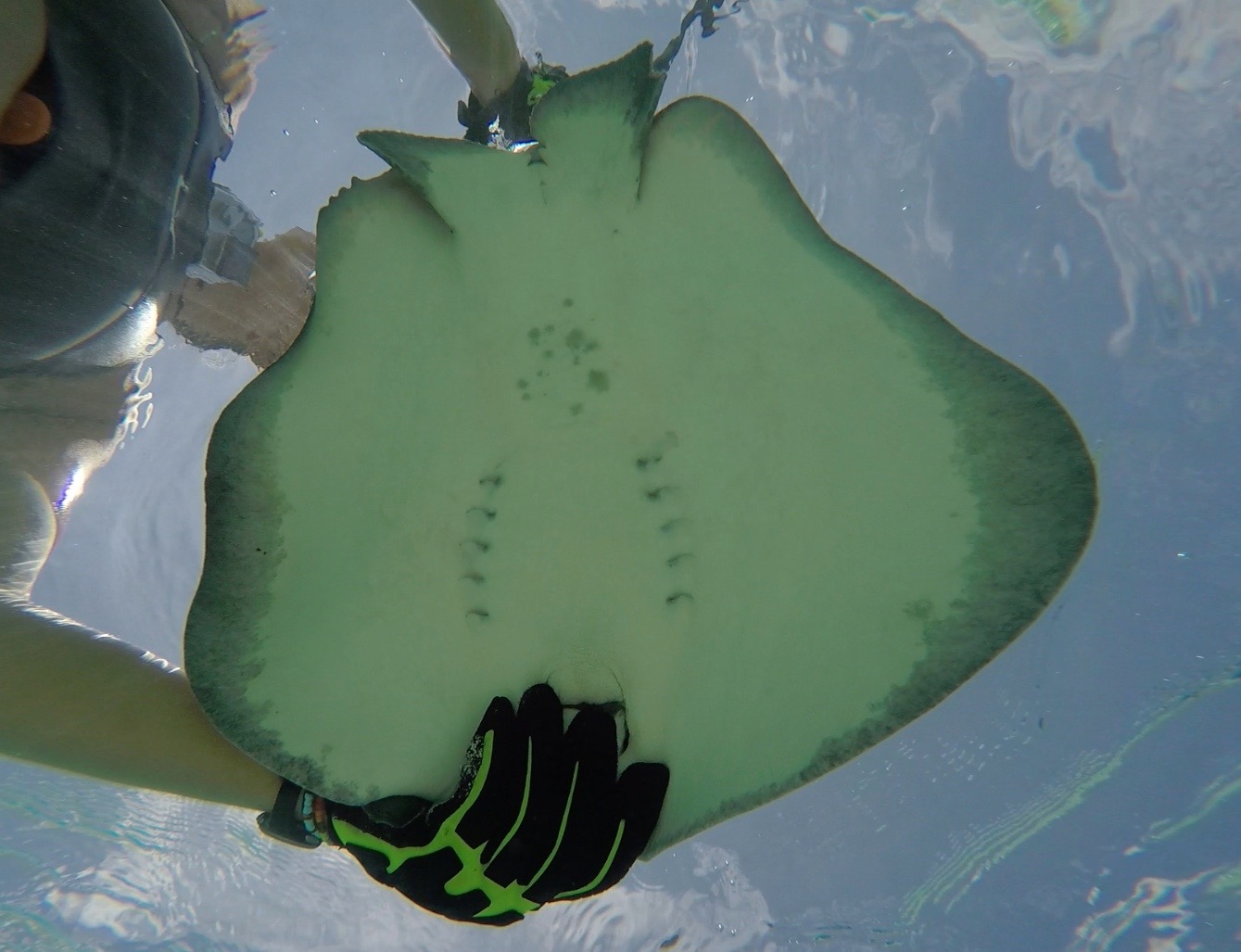 The ventral view of a whiptail stingray showing the animals gill slits