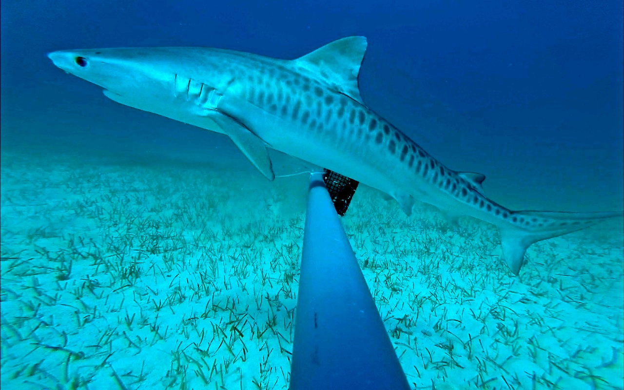 A juvenile tiger shark  (Galeocerdo cuvier) - one of three captured on camera