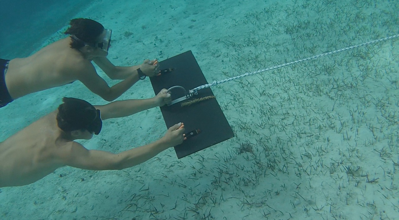 Two students being towed by a manta tow board observing the bottom for queen conch.