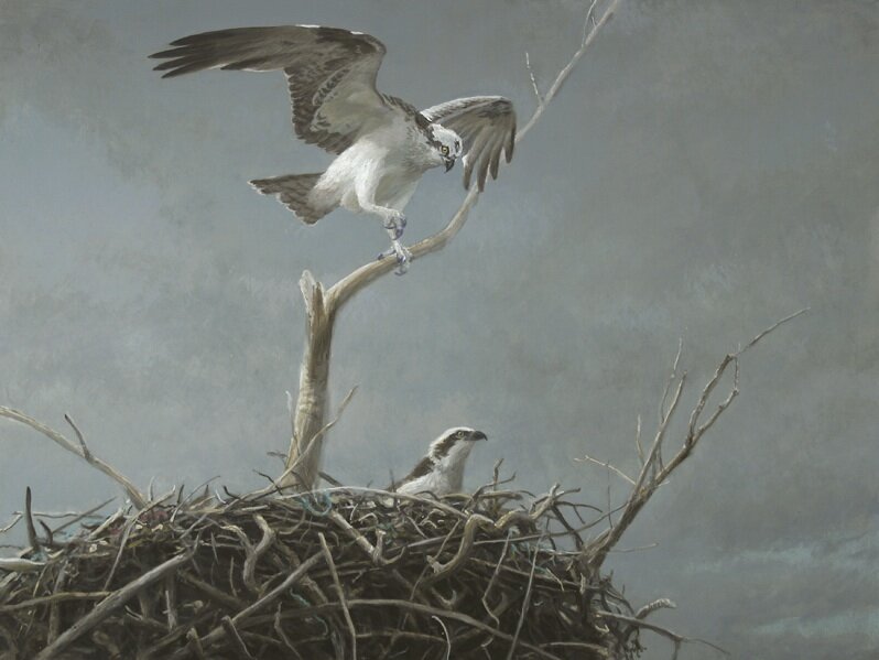 Famous landscape painter Robert Bateman painted the Osprey for Sally’s 80th birthday. The Osprey hovering over its nest was symbolic of Sally and Bill mentoring and guiding Chris, Pam, and the organization through the early years.