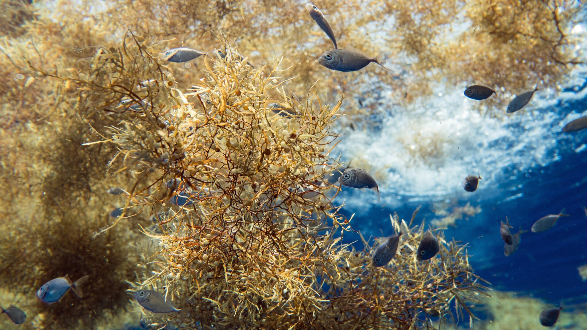 Sargassum seaweed can live its entire life cycle floating in the open ocean, and is home to many small fish and invertebrates, acting as a natural FAD.
