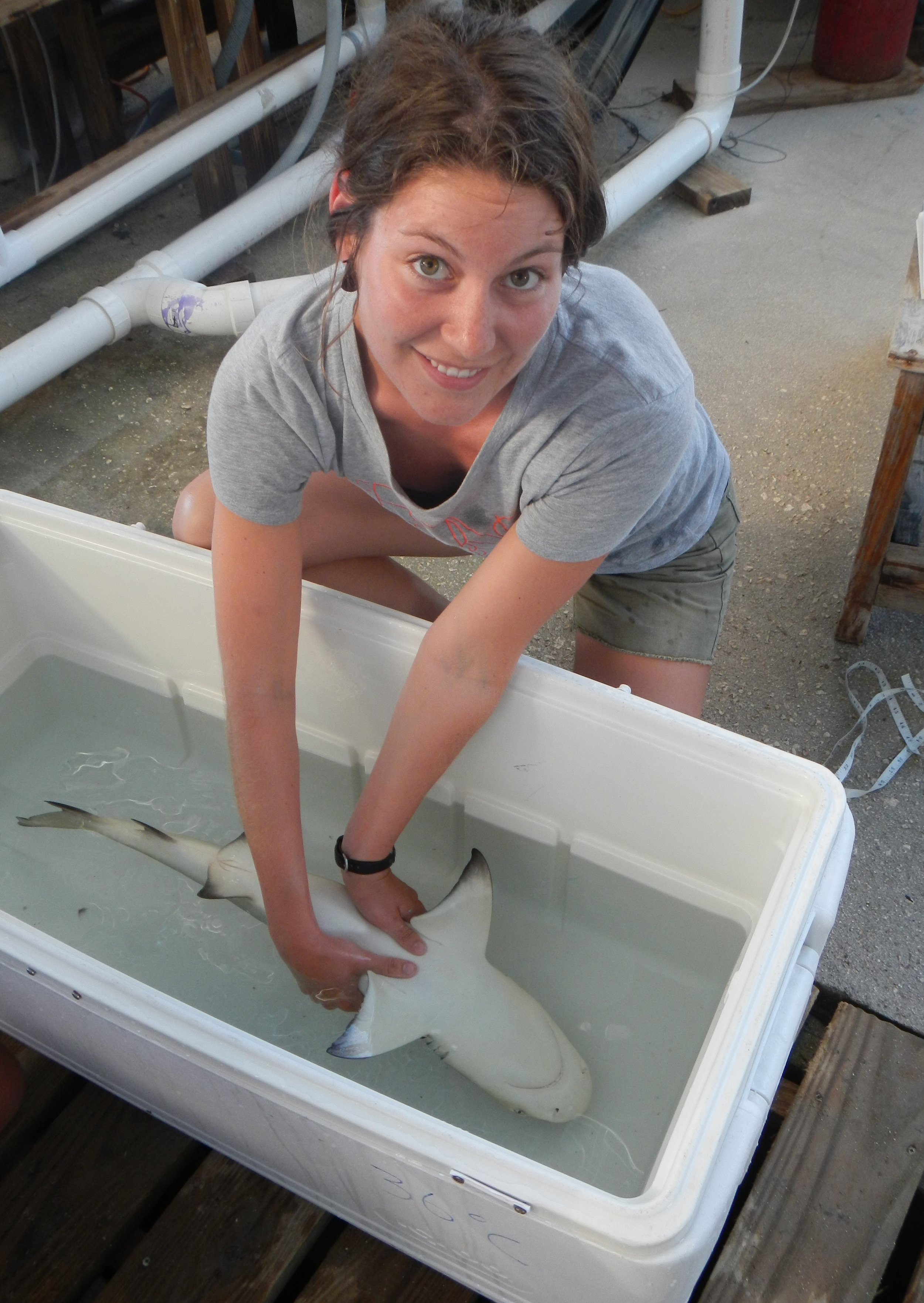 Former Flats intern Melissa handles a juvenile lemon shark