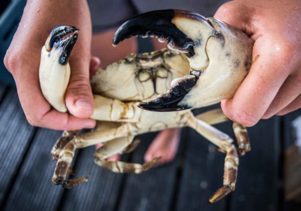 Sustaining Stone Crabs’ Colossal Claws The Island School