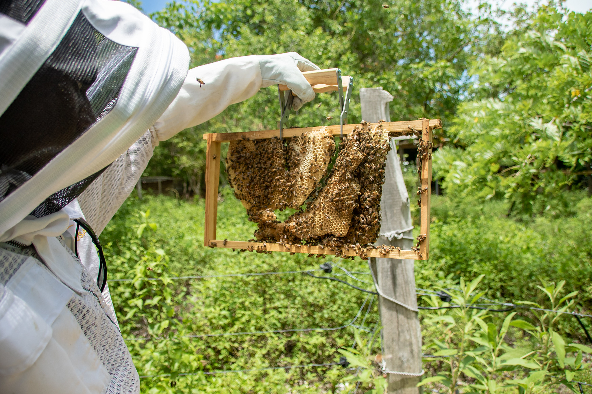 Learn About Beekeeping — Attend the 2023 Bee School