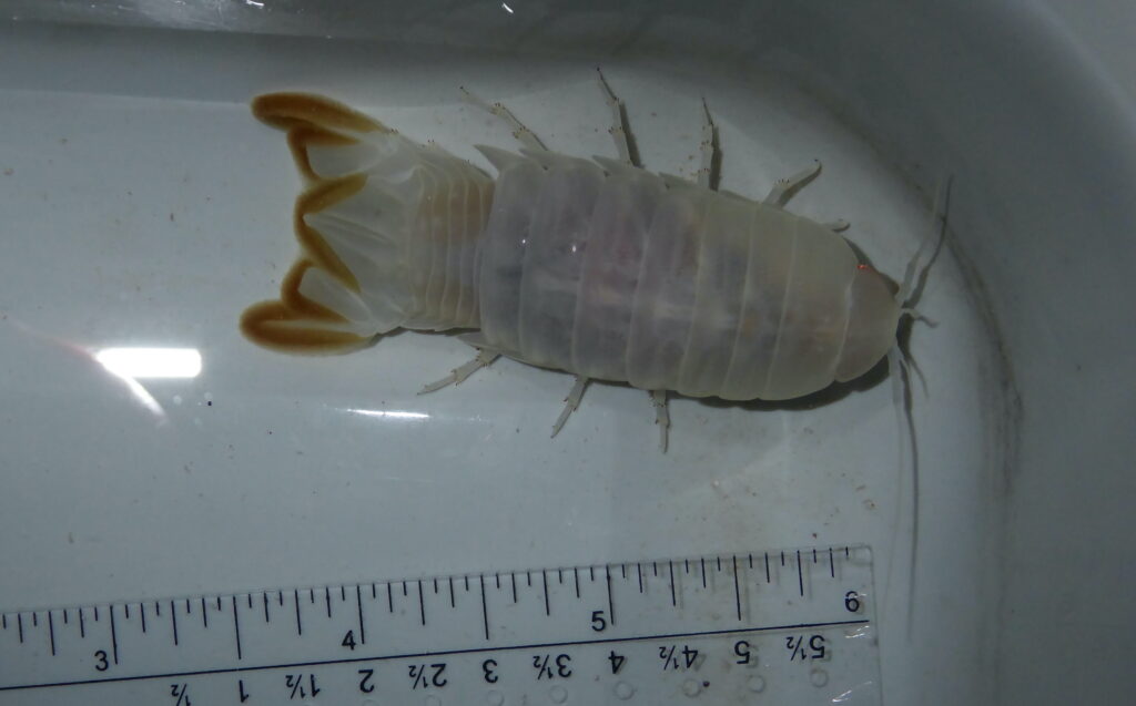 A small, milky white isopod is placed next to a ruler during a research mission in The Bahamas. This crustacean is only about the length of a pinky finger and slightly resembles a cockroach.