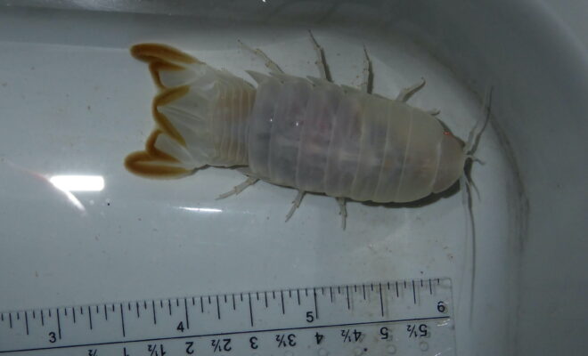 Isopod discovered in Exuma Sound
