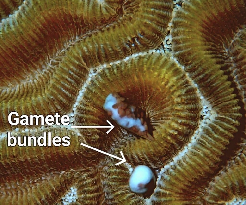 A macro photo of coral is shown to identify gamete bundles.
