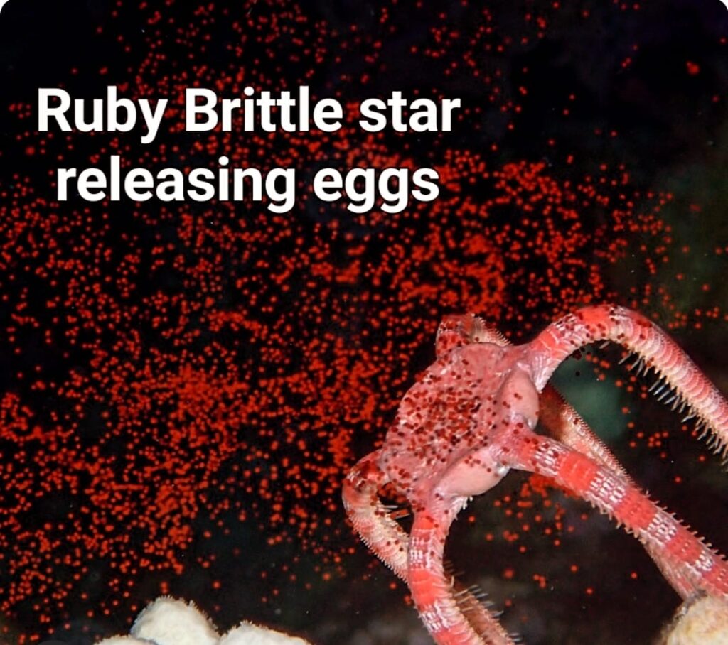 A Ruby Brittle star releases thousands of tiny red reproductive cells. 