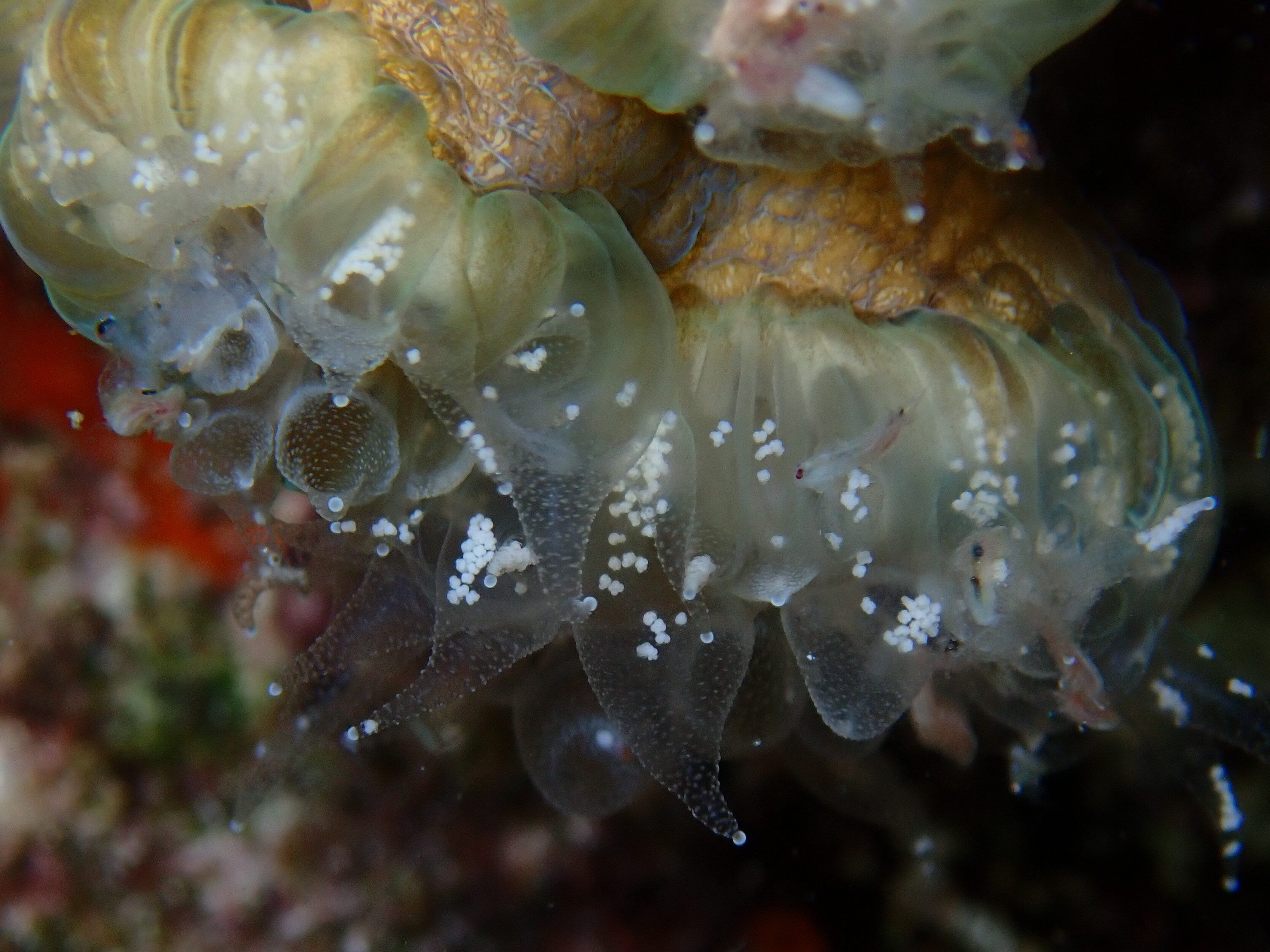 A smooth flower coral is shown with eggs. 