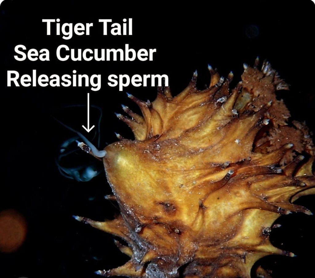 A Tiger Tail sea cucumber is shown releasing reproductive cells into the water column during a spawning event.