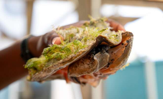 Close up photo of a Queen conch held out of the water in the wet lab at the Cape Eleuthera Institute.