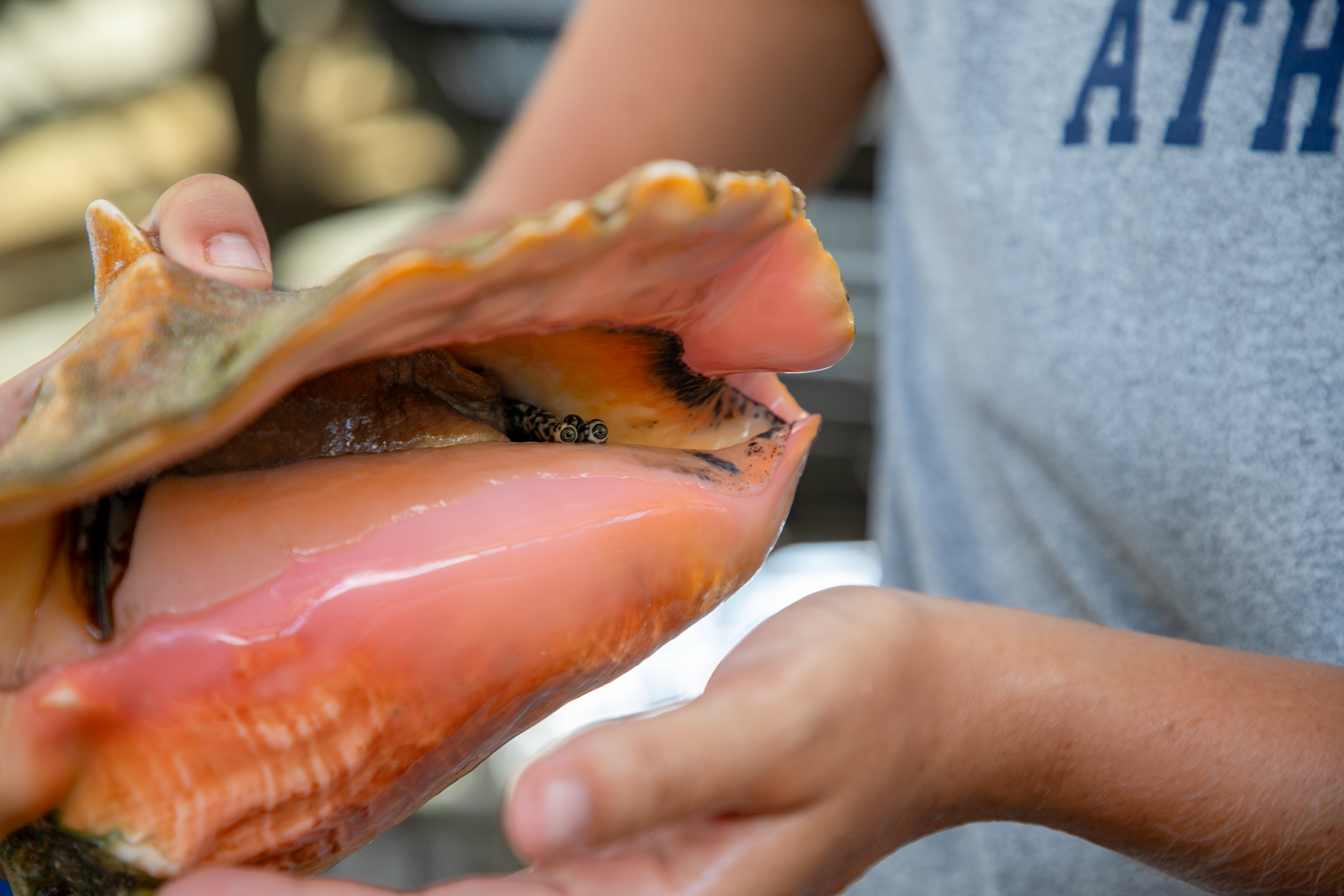 Fall 2025 Student Research Project: Conch - The Island School
