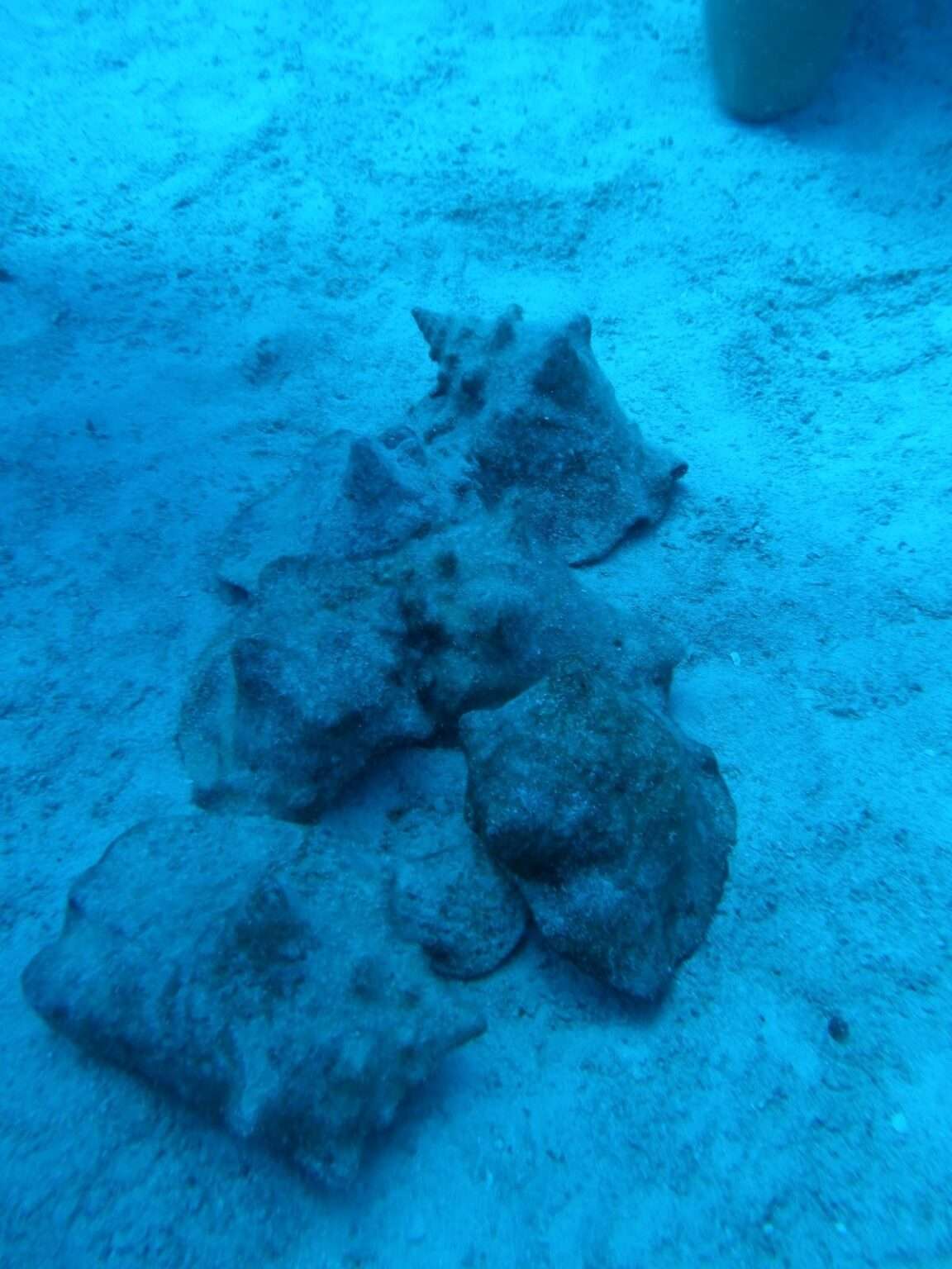 Fall 2025 Student Research Project: Blue Economy - The Island School