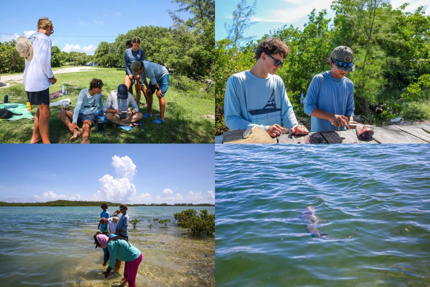 Fall 2025 Student Research Project: Sharks - The Island School