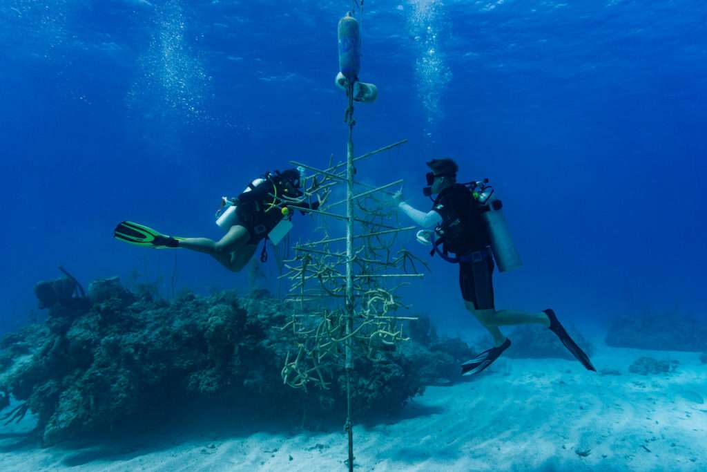 Spring 2026 Semester Research Projects: Coral - The Island School