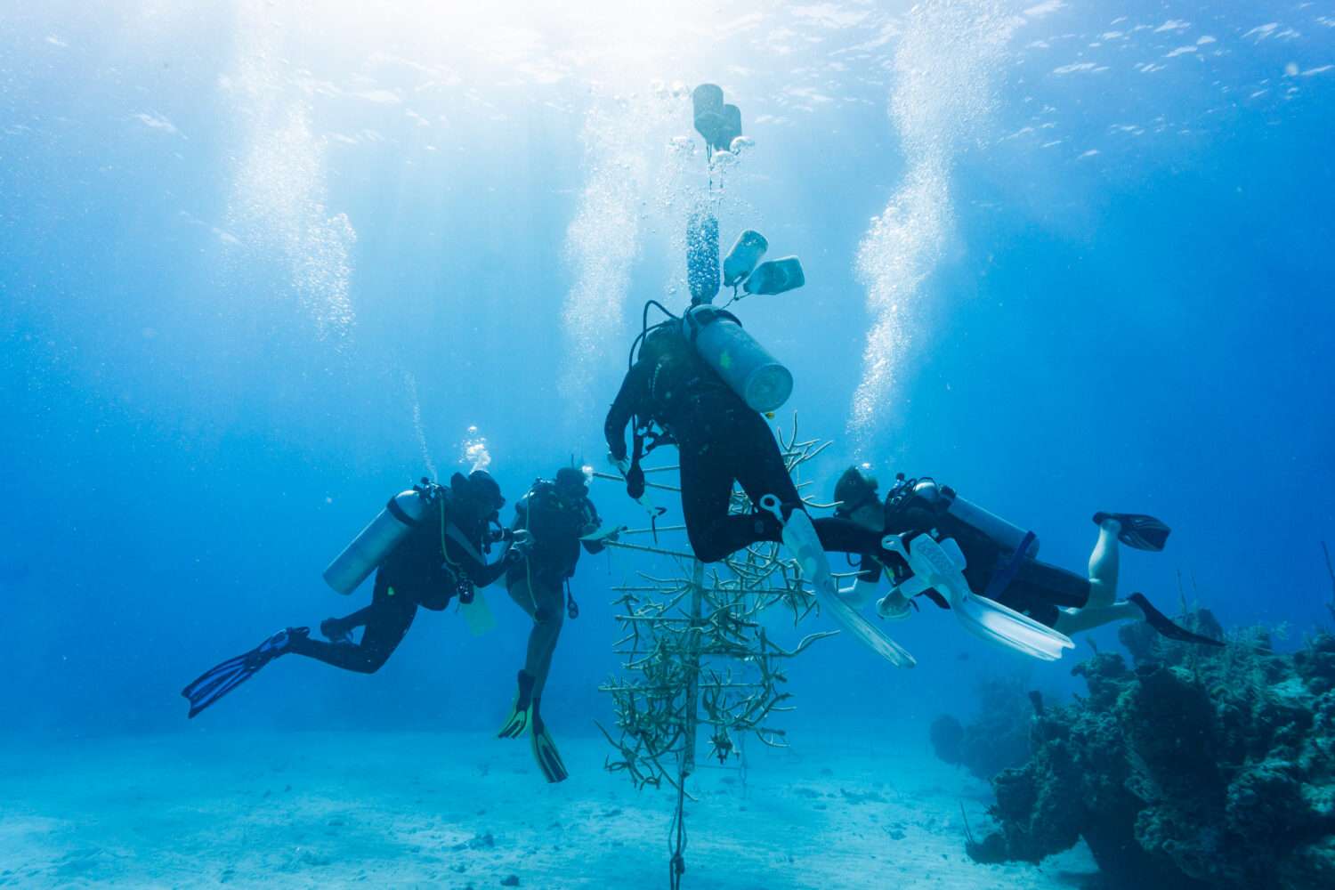 Spring 2026 Semester Research Projects: Coral - The Island School