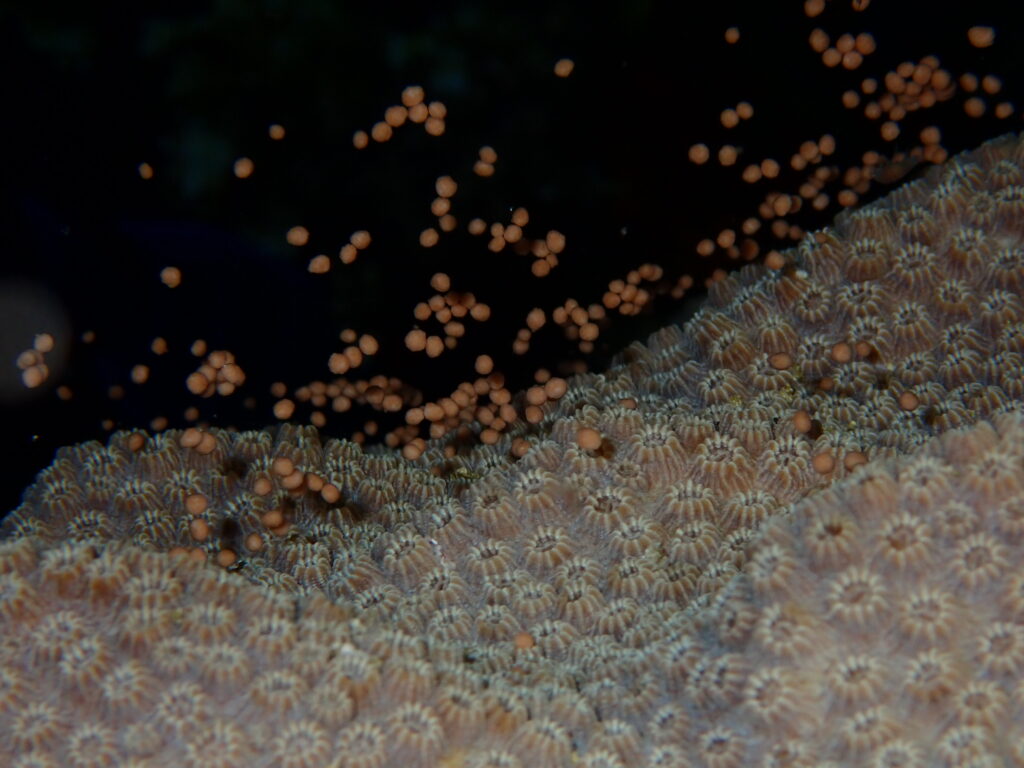 The 2026 Coral Spawning Season Begins in The Bahamas - The Island